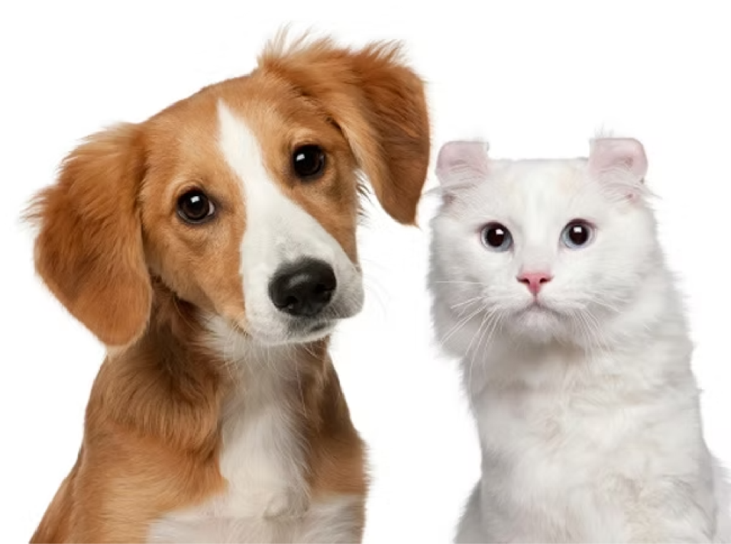 Dog and Cat pet urine Dog and Cat pet urine