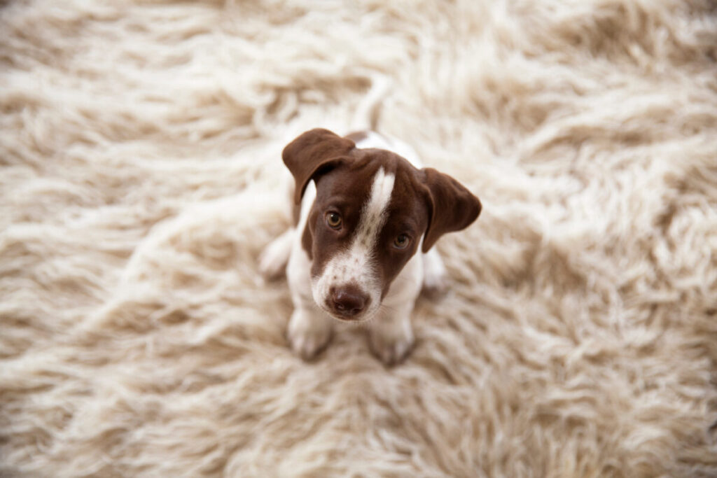 puppy on a rug