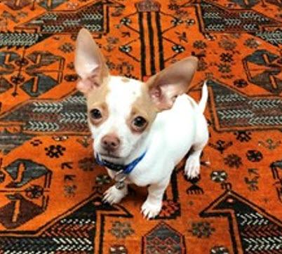Pet Odor & Deodorization