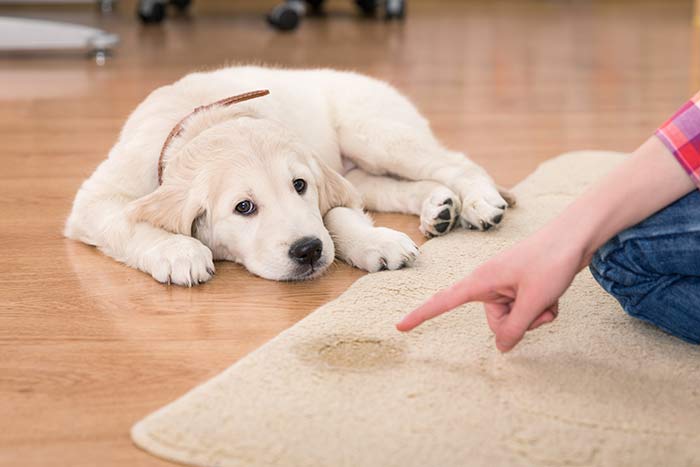 odor removal services